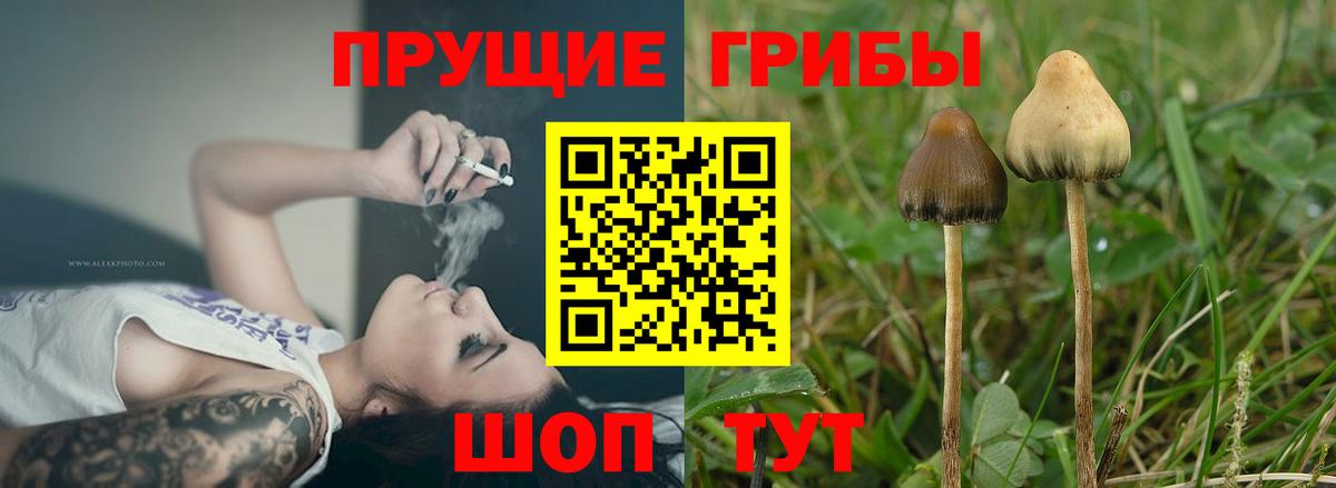 Галлюциногенные грибы мицелий  Губкинский  Псилоцибиновые грибы MAGIC MUSHROOMS 